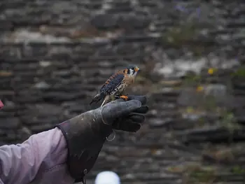 Roofvogelshow in Château de La Roche-en-Ardenne (België)